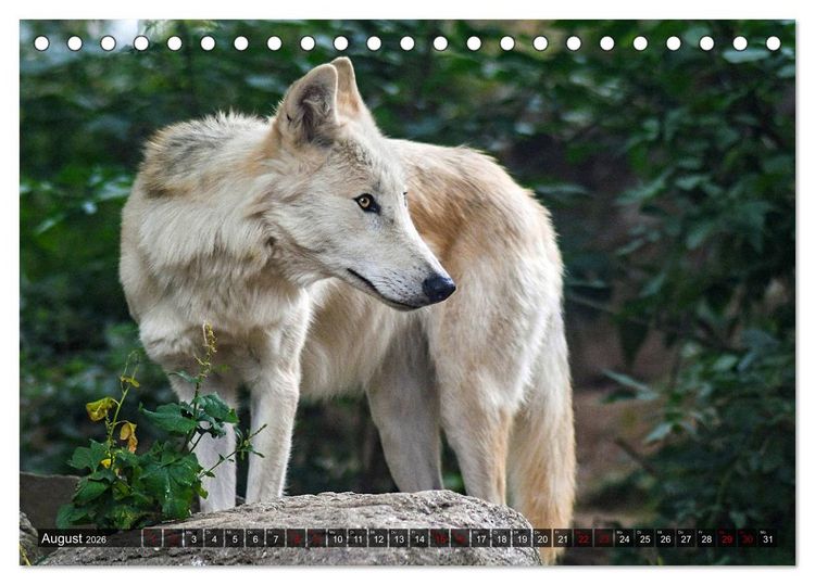 Produktbild: Begegnung mit dem Wolf (Tischkalender 2026 DIN A5 quer), CALVENDO Monatskalender