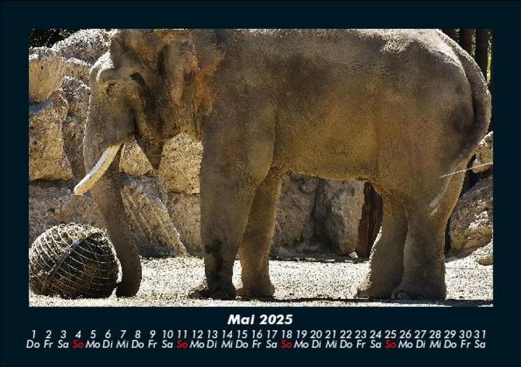 Produktbild: Elefanten - Die sanften Riesen Afrikas 2025 Fotokalender DIN A5