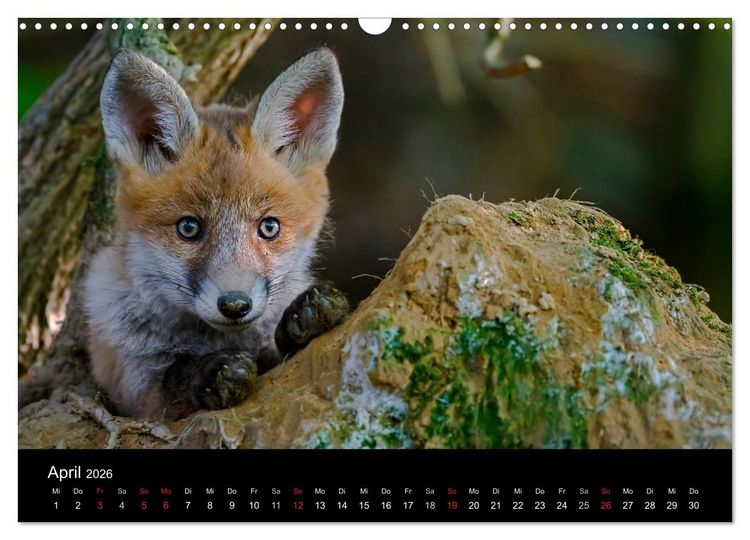Produktbild: F&uuml;chse in freier Natur (Wandkalender 2026 DIN A3 quer), CALVENDO Monatskalender