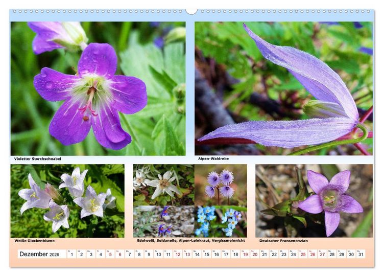 Produktbild: Alpiner Bl&uuml;tenzauber (hochwertiger Premium Wandkalender 2026 DIN A2 quer), Kunstdruck in Hochglanz