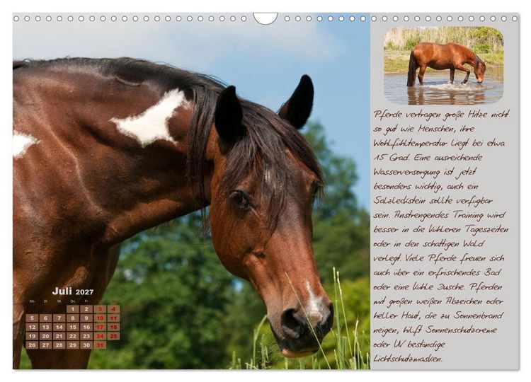 Produktbild: Pferdehaltung Tipps und Wissenswertes (Wandkalender 2027 DIN A3 quer), CALVENDO Monatskalender