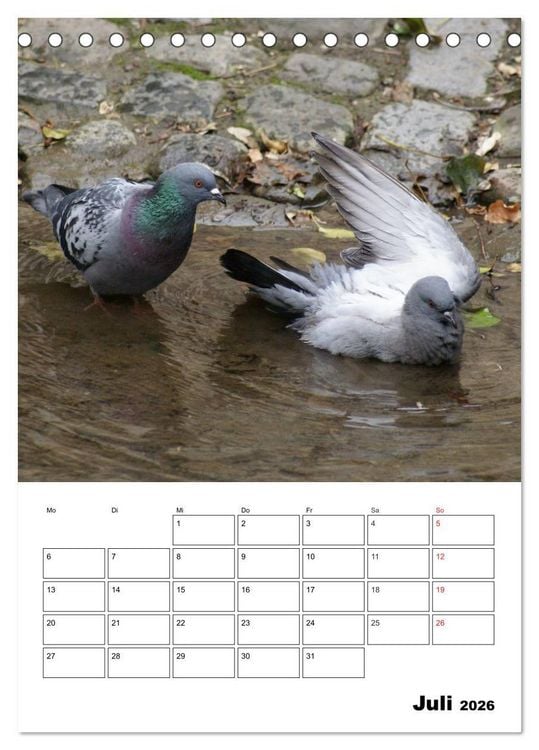 Produktbild: Tauben Terminplaner (Tischkalender 2026 DIN A5 hoch), CALVENDO Monatskalender