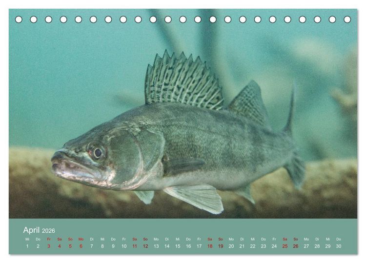 Produktbild: Faszination S&uuml;sswasser (Tischkalender 2026 DIN A5 quer), CALVENDO Monatskalender