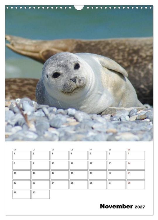 Produktbild: Liebenswerte Robben (Wandkalender 2027 DIN A3 hoch), CALVENDO Monatskalender