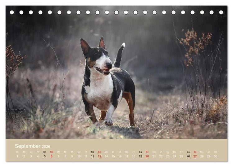 Produktbild: Bullterrier - charmante Herzensbrecher (Tischkalender 2026 DIN A5 quer), CALVENDO Monatskalender