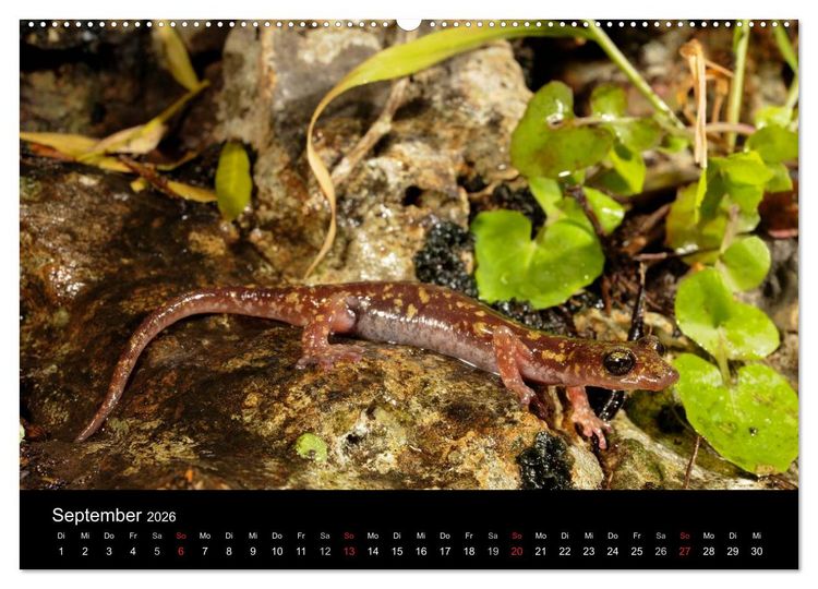 Produktbild: Salamander und Molche (Wandkalender 2026 DIN A2 quer), CALVENDO Monatskalender