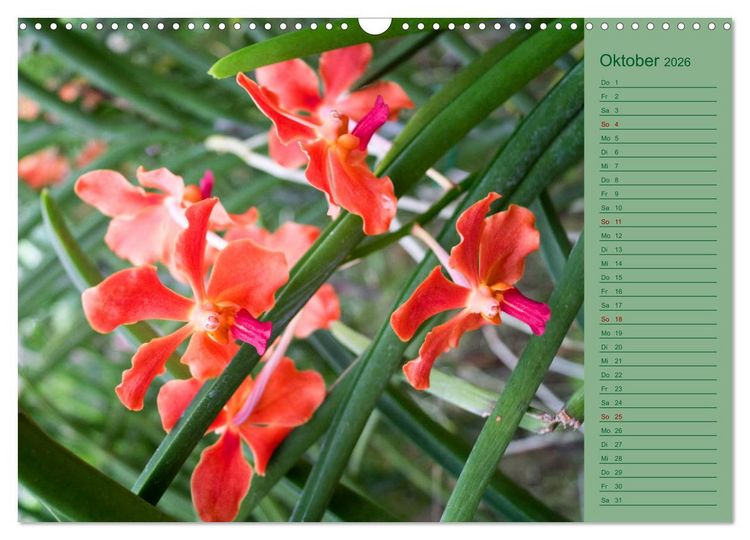 Produktbild: Farbzauber Natur Orchideen - CH Version (Wandkalender 2026 DIN A3 quer), CALVENDO Monatskalender