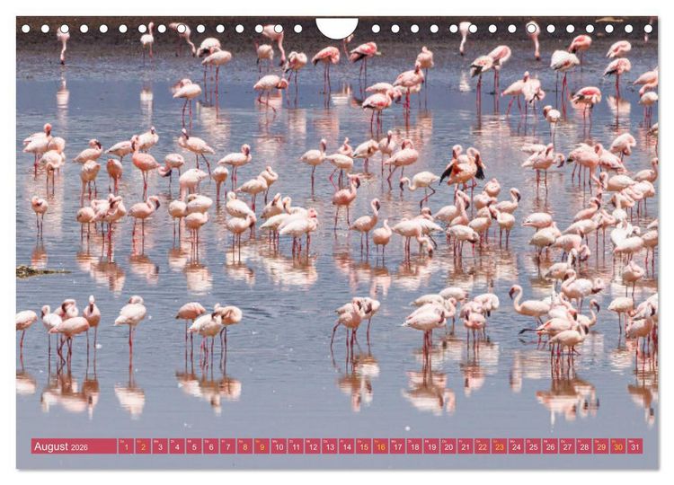 Produktbild: Flamingos am Lake Bogoria - Kenia (Wandkalender 2026 DIN A4 quer), CALVENDO Monatskalender