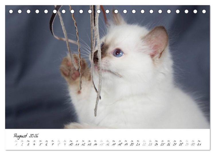 Produktbild: Ragdoll Kitten (Tischkalender 2026 DIN A5 quer), CALVENDO Monatskalender