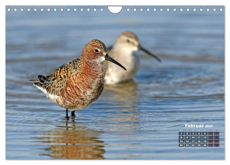 Produktbild: Limikolen - Watv&ouml;gel Europas (Wandkalender 2027 DIN A4 quer), CALVENDO Monatskalender