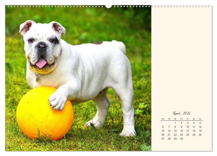 Produktbild: Dicke Freunde. Englische Bulldoggen (Wandkalender 2026 DIN A2 quer), CALVENDO Monatskalender