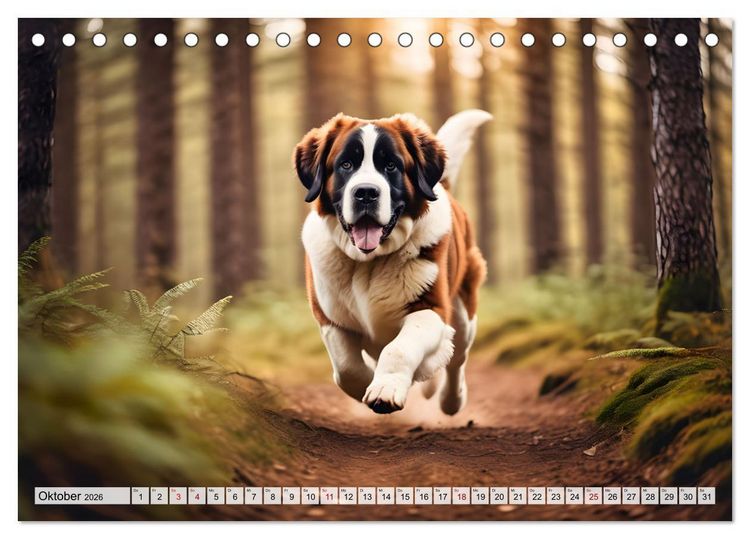 Produktbild: Gigant Bernhardiner (Tischkalender 2026 DIN A5 quer), CALVENDO Monatskalender