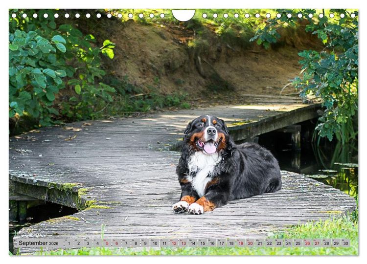 Produktbild: Berner Sennenhunde - Mit jedem Blick ein St&uuml;ck Geborgenheit (Wandkalender 2026 DIN A4 quer), CALVENDO Monatskalender