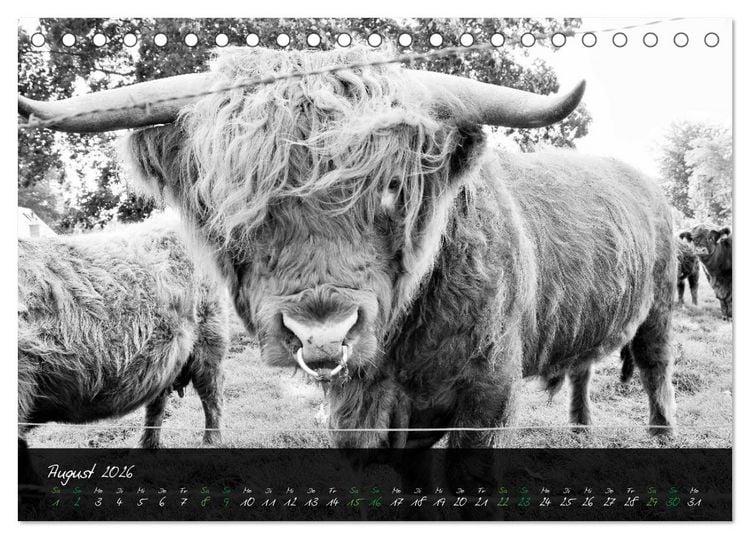 Produktbild: Highland Cattle vom Nordlicht - Faszination Hochland Rind (Tischkalender 2026 DIN A5 quer), CALVENDO Monatskalender