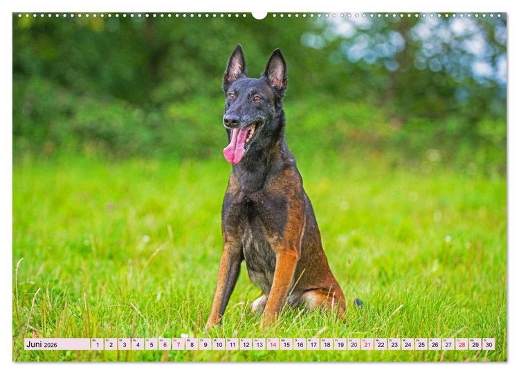 Produktbild: Freund und Besch&uuml;tzer - Der Malinois (hochwertiger Premium Wandkalender 2026 DIN A2 quer), Kunstdruck in Hochglanz