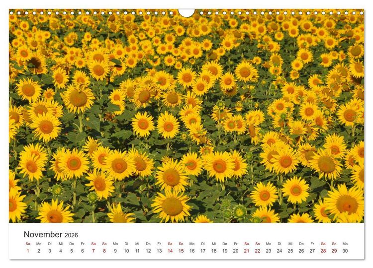 Produktbild: Sonnenblumen - Erstrahlen im freundlichen Gelb. (Wandkalender 2026 DIN A3 quer), CALVENDO Monatskalender
