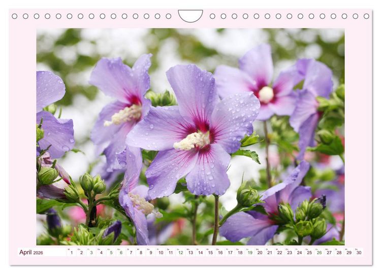 Produktbild: Wundersch&ouml;ne Malven (Wandkalender 2026 DIN A4 quer), CALVENDO Monatskalender