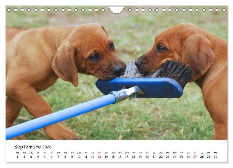 Produktbild: Chiots Rhodesian Ridgeback (Calendrier mural 2026 DIN A4 vertical), CALVENDO calendrier mensuel