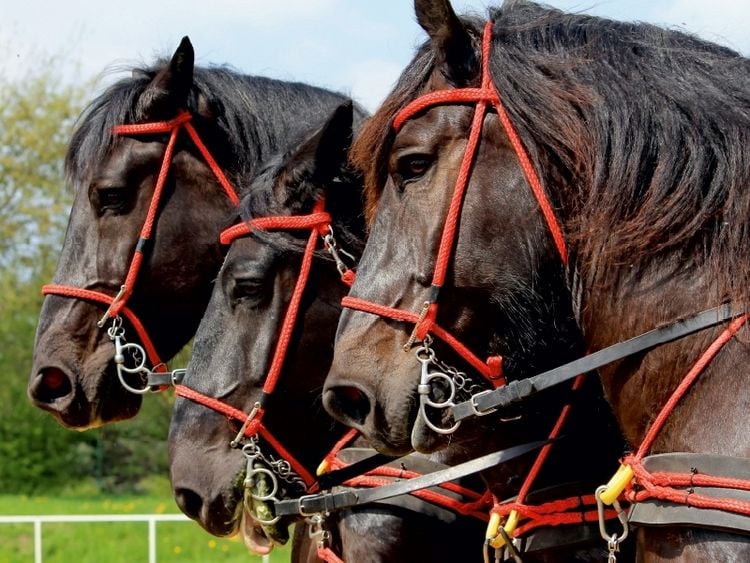 Produktbild: Percherons der Bergquell Brauerei L&ouml;bau (Puzzle)
