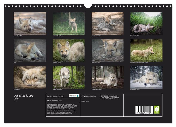 Produktbild: Les p'tits loups gris (Calendrier mural 2026 DIN A3 vertical), CALVENDO calendrier mensuel