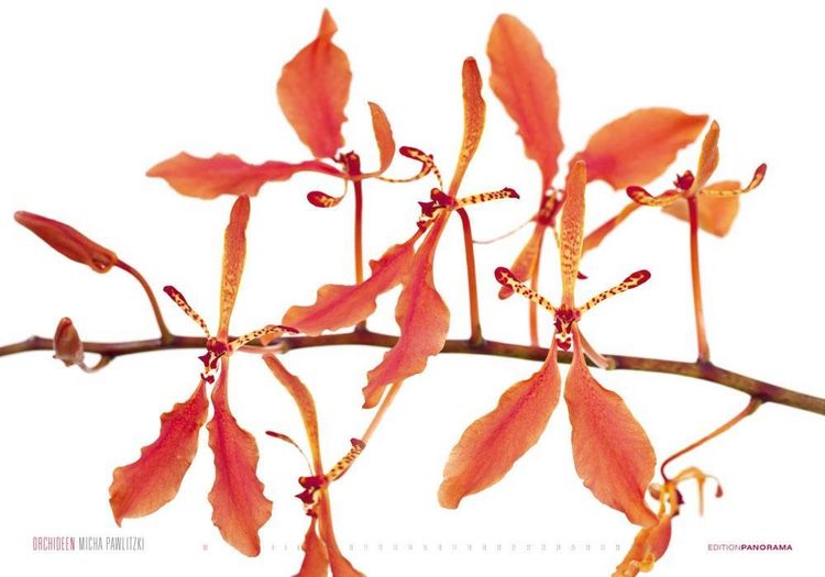 Produktbild: Pawlitzki, M: Orchideen/immerw&auml;hrend