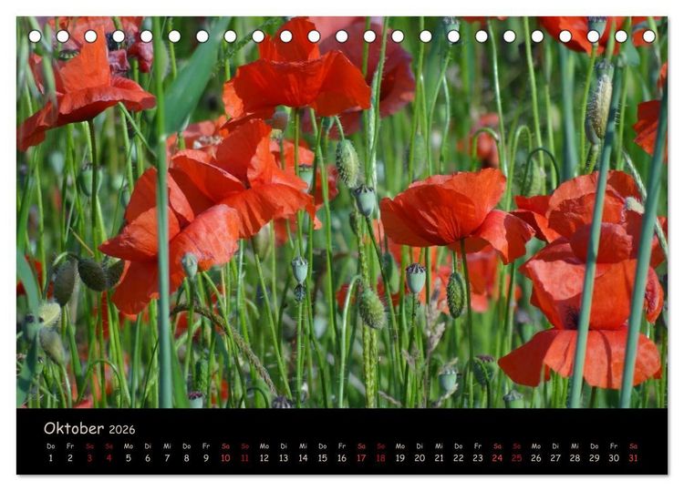 Produktbild: Just Mohn (Tischkalender 2026 DIN A5 quer), CALVENDO Monatskalender