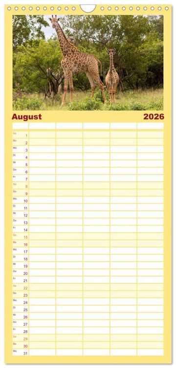 Produktbild: Familienplaner 2026 - Afrikas Tierwelt: Giraffen mit 5 Spalten (Wandkalender, 21 x 45 cm) CALVENDO