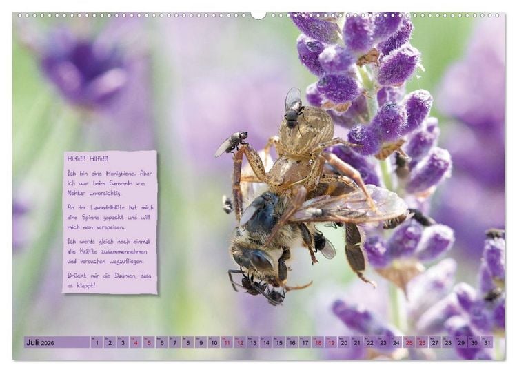 Produktbild: GEOclick Lernkalender: Insekten (Wandkalender 2026 DIN A2 quer), CALVENDO Monatskalender