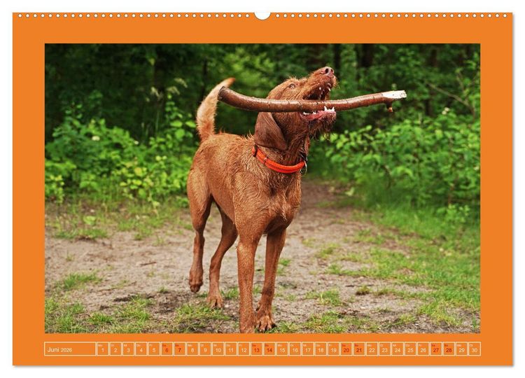 Produktbild: Faszination Magyar Vizsla (Wandkalender 2026 DIN A2 quer), CALVENDO Monatskalender