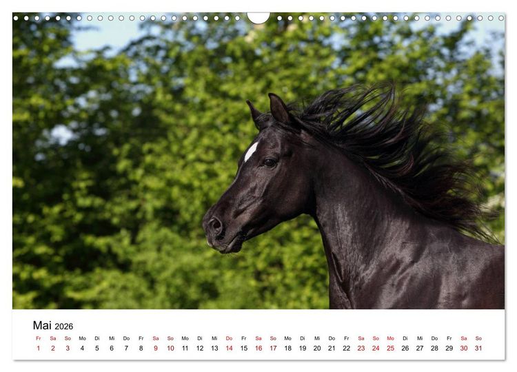 Produktbild: Pferde - im Galopp durch's Jahr 2026 (Wandkalender 2026 DIN A3 quer), CALVENDO Monatskalender