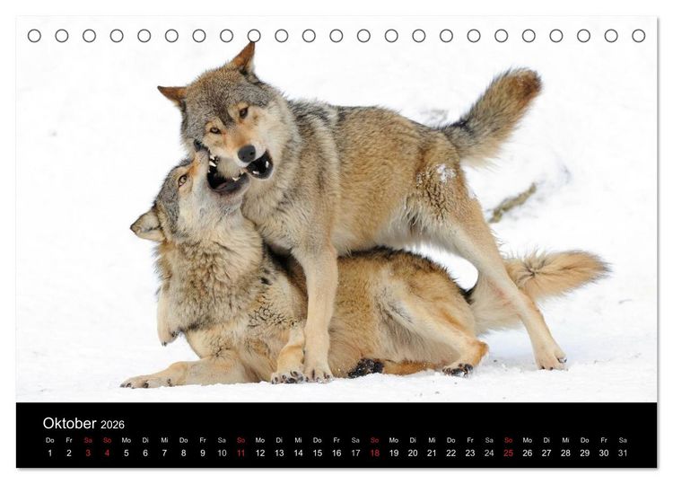 Produktbild: Kanadische W&ouml;lfe im Winter (Tischkalender 2026 DIN A5 quer), CALVENDO Monatskalender