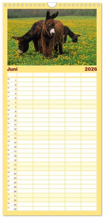 Produktbild: Familienplaner 2026 - Esel - h&uuml;bsch, klug und flei&szlig;ig mit 5 Spalten (Wandkalender, 21 x 45 cm) CALVENDO