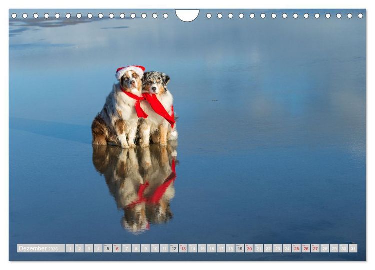 Produktbild: Australian Shepherd 2026 (Wandkalender 2026 DIN A4 quer), CALVENDO Monatskalender