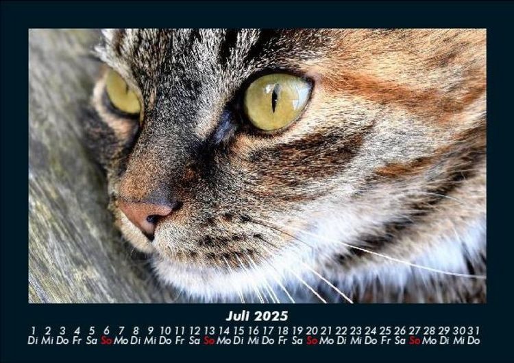 Produktbild: F&uuml;r Katzenfreunde 2025 Fotokalender DIN A5