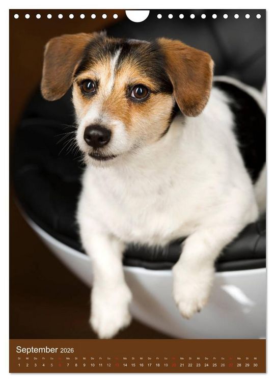 Produktbild: Jack Russell Terrier (Wandkalender 2026 DIN A4 hoch), CALVENDO Monatskalender