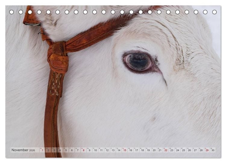 Produktbild: Lappland - Winterwandern Impressionen (Tischkalender 2026 DIN A5 quer), CALVENDO Monatskalender