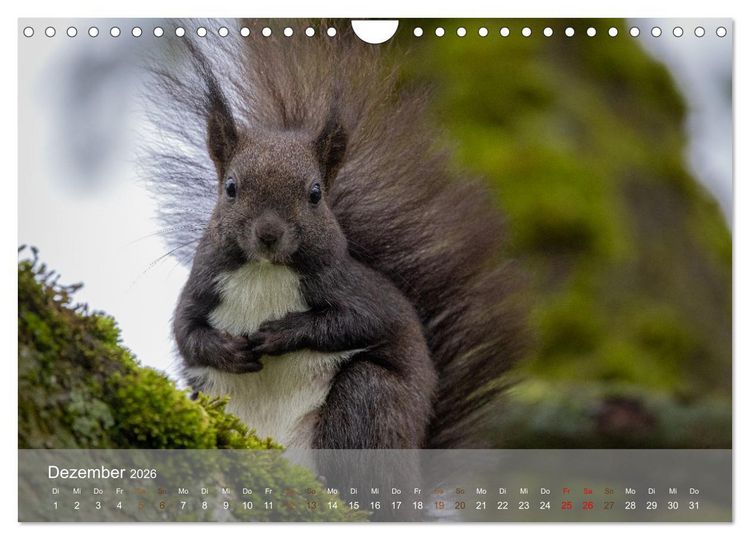 Produktbild: Bezaubernde Eichh&ouml;rnchen (Wandkalender 2026 DIN A4 quer), CALVENDO Monatskalender