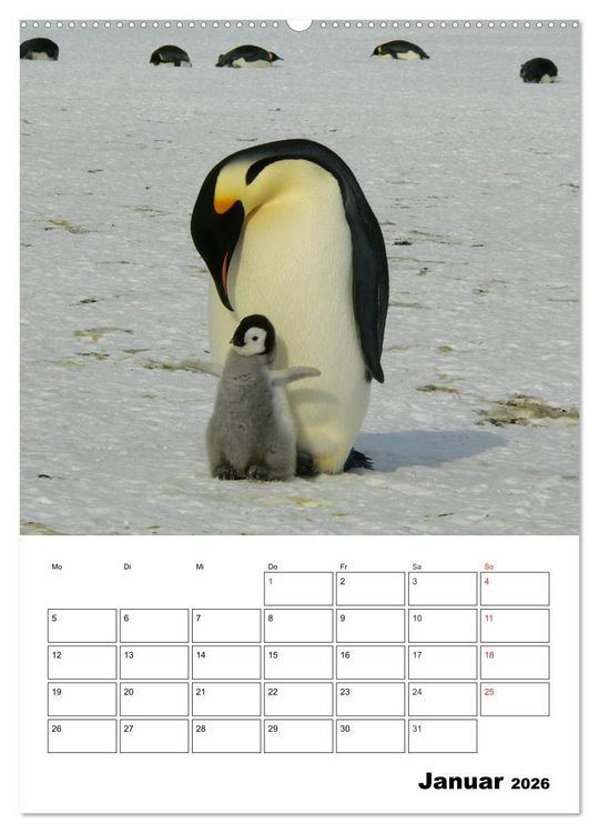 Produktbild: Pinguine. Familiengl&uuml;ck im Eis (Wandkalender 2026 DIN A2 hoch), CALVENDO Monatskalender