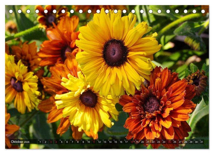 Produktbild: Sonnenhut im Garten (Tischkalender 2026 DIN A5 quer), CALVENDO Monatskalender