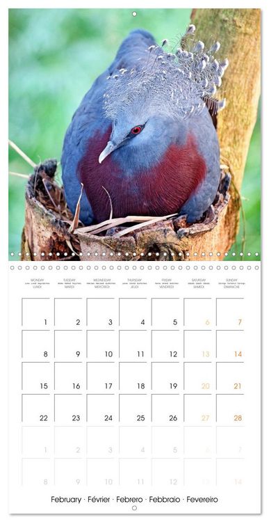 Produktbild: Doves: Gentle Beauty (Wall Calendar 2027 12 &times; 12 Inch) CALVENDO 12 Month Wall Calendar