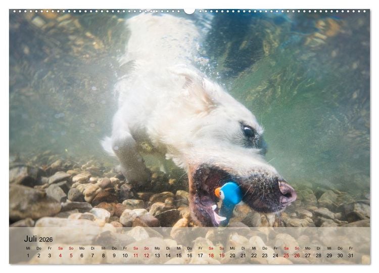 Produktbild: Retriever - Mit DIR hol ich die Sterne vom Himmel (hochwertiger Premium Wandkalender 2026 DIN A2 quer), Kunstdruck in Hochglanz