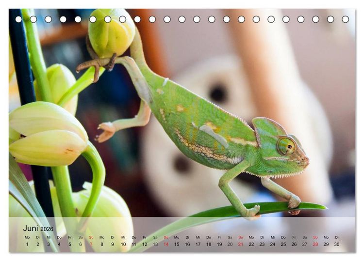Produktbild: Kleine Reptilien (Tischkalender 2026 DIN A5 quer), CALVENDO Monatskalender