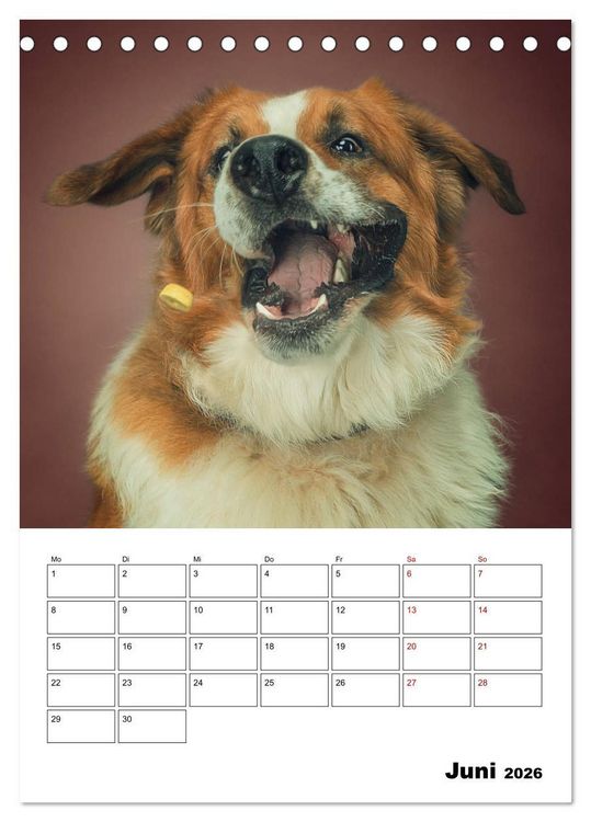 Produktbild: Fang das Leckerli (Tischkalender 2026 DIN A5 hoch), CALVENDO Monatskalender