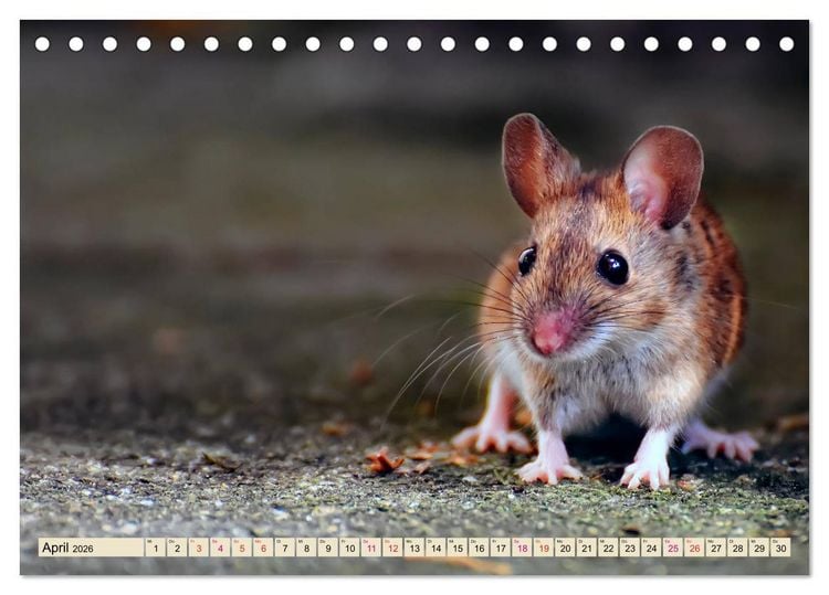 Produktbild: Kleiner Nager - Maus (Tischkalender 2026 DIN A5 quer), CALVENDO Monatskalender