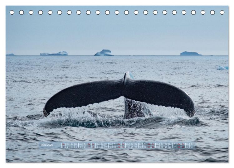 Produktbild: Tasiilaq - Ein kurzer Sommer in Ostgr&ouml;nland (Tischkalender 2026 DIN A5 quer), CALVENDO Monatskalender