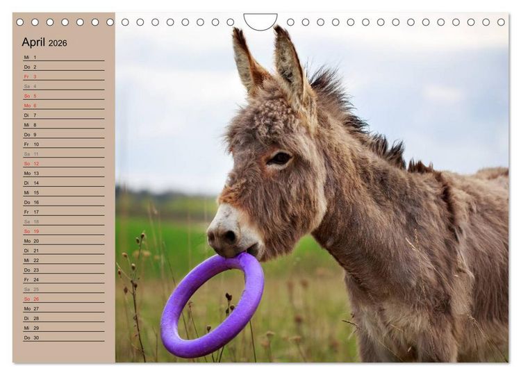 Produktbild: Das Esel-Paradies - Hunde und andere Feunde (Wandkalender 2026 DIN A4 quer), CALVENDO Monatskalender