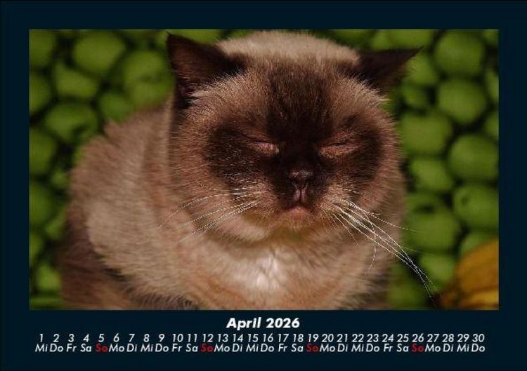 Produktbild: F&uuml;r Katzenfreunde 2026 Fotokalender DIN A5