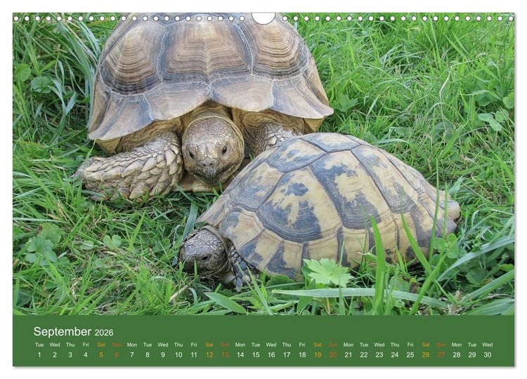 Produktbild: African spurred tortoises (Wall Calendar 2026 DIN A3 landscape), CALVENDO 12 Month Wall Calendar