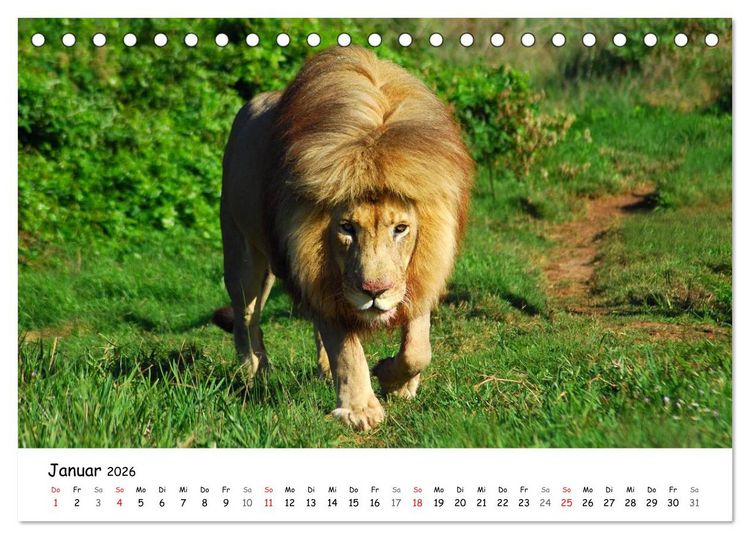 Produktbild: L&ouml;wen Impressionen (Tischkalender 2026 DIN A5 quer), CALVENDO Monatskalender
