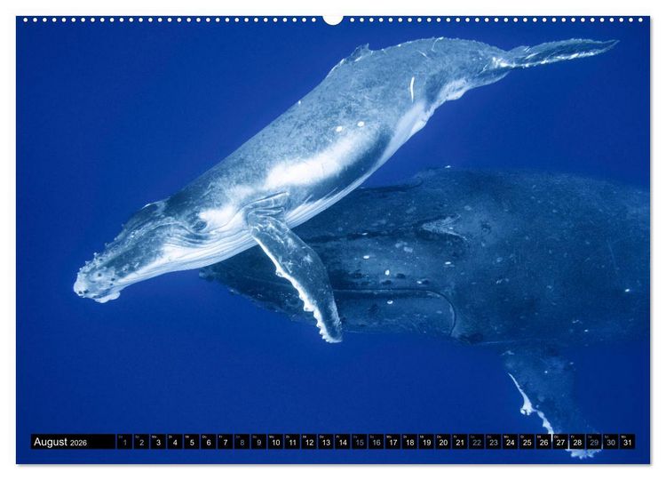 Produktbild: Die blaue Welt der Wale (hochwertiger Premium Wandkalender 2026 DIN A2 quer), Kunstdruck in Hochglanz